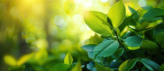 Leinwandbilder - Captivating nature backdrop with a vivid green leaf set against a soft focus green garden background in sunlight, perfect for a background with natural green plants - copy space image.