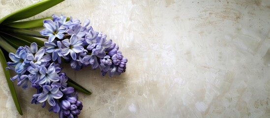 Poster - Hyacinth on a paper background with copy space image