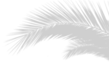 Wall Mural - palm tree leaf shadow effect isolated on transparent background. summer decoration design elements. 