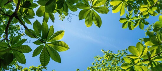Poster - Green chestnut leaves seen from below against a backdrop of the blue sky, with copy space image included.