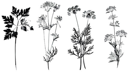 Black and white clip art image of Chervil botanical illustration