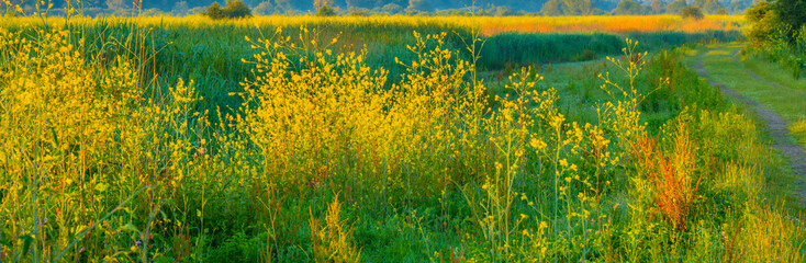 Poster - The edge of a lake with reed in wetland in summer at sunrise,  Almere, Flevoland, The Netherlands, June 24, 2024