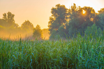 Poster - The edge of a lake with reed in wetland in summer at sunrise,  Almere, Flevoland, The Netherlands, June 24, 2024