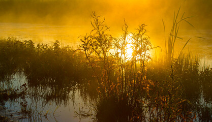 Poster - The edge of a lake with reed in wetland in summer at sunrise,  Almere, Flevoland, The Netherlands, June 24, 2024