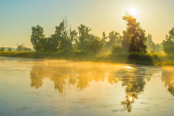 Poster - The edge of a lake with reed in wetland in summer at sunrise,  Almere, Flevoland, The Netherlands, June 24, 2024