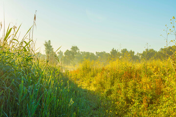 Poster - The edge of a lake with reed in wetland in summer at sunrise,  Almere, Flevoland, The Netherlands, June 24, 2024