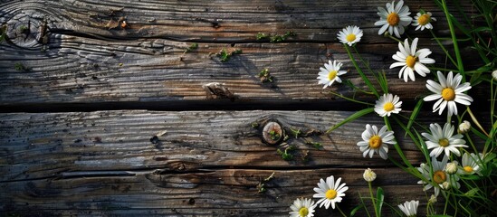 Poster - Weathered wood background with daisy flowers provides a copy space image.