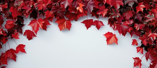 Wall Mural - Autumn scene with vibrant red maple leaves against a blank backdrop for copy space image.
