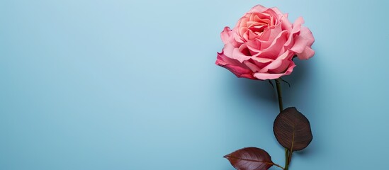 Poster - Pink rose flower against blue backdrop with copy space image.
