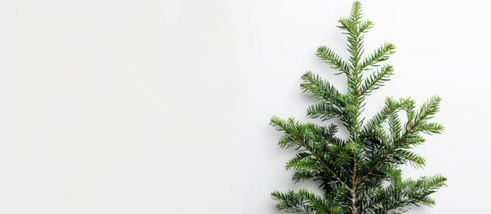 Poster - Top view of a festive fir tree on a white backdrop with copy space image for your text, ideal for Christmas or New Year greetings.