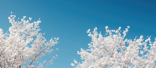Poster - Blossoming white cherry trees set against a deep blue sky, providing a serene copy space image.