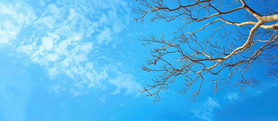 Fototapete - Blue sky provides a background for a tree branch, leaving empty space for photos. Copy space image. Place for adding text and design