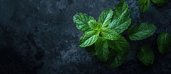 Wall Mural - Dark background showcasing a fresh mint sprig with available copy space image.