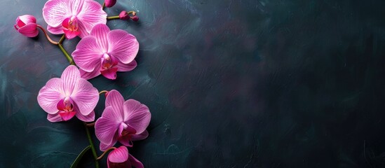 Sticker - Orchid flowers in pink and white gradation colors set against a dark background with copy space image.