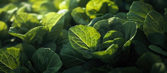 Poster - Morning light illuminates young green cabbage leaves with a background suitable for text or graphics (copy space image). Organic, homegrown veggies in an urban garden create a play of light and
