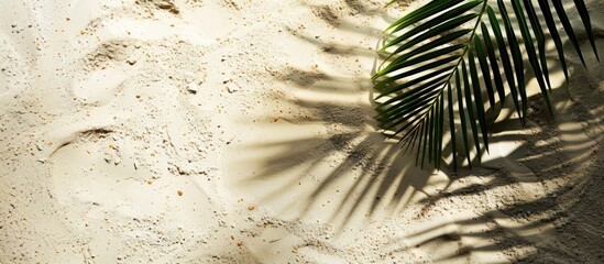 Aufkleber - Top view of a palm leaf shadow on sandy surface, with empty space for text or image embedded in the scene. Copy space image. Place for adding text and design