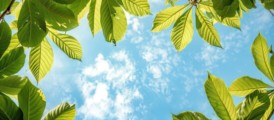 Green chestnut leaves seen from below against a backdrop of the blue sky, with copy space image included.