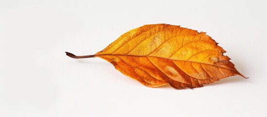 Wall Mural - White background showcasing dry leaf with copy space image available.
