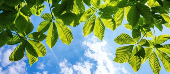 Green chestnut leaves seen from below against a backdrop of the blue sky, with copy space image included.