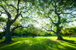 © Travel 'n' Lifestyle - View of lush greenery and sunlight filtering through tree canopy, kapiolani park, hawaii, united states.