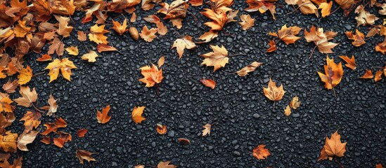 Poster - Dry autumn leaves scattered on the black asphalt road create an evocative image with empty space around. Copy space image. Place for adding text and design