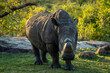 © Travel 'n' Lifestyle - View of white rhinoceros in natural habitat with afternoon light, Kruger National Park, South Africa.