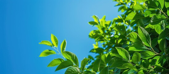 Aufkleber - Lush green foliage against a clear blue sky provides copy space image.