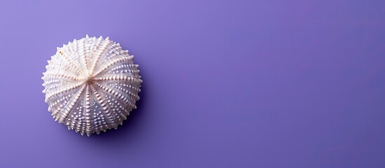 Aufkleber - Minimal summer composition featuring a sea urchin shell in soft natural hues set against a vibrant purple background with copy space image.