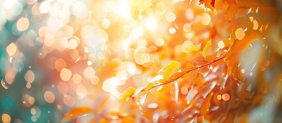 Aufkleber - Sunset in a park amid colorful leaves creates an autumn abstract with a defocused background. The image includes sunlight filtering through the foliage on a sunny day, perfect as a copy space image.