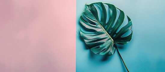 Fototapete - Minimalist concept with a tropical leaf situated on a soft pastel backdrop in a flat lay composition with available copy space image.