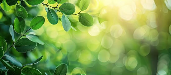 Poster - A close-up image of a green leaf against a blurred garden background with copy space image, evoking a fresh and ecological wallpaper concept. Green Eucalyptus in focus.