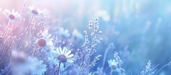 Sticker - A copy space image with violet and light blue tones featuring chamomile and daisies on the left side of a meadow in a horizontal layout.