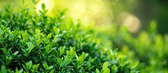 Poster - Buxus microphylla, a Japanese boxwood bush, with a background ideal for adding text or logos - copy space image.