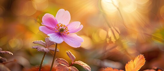 Poster - A lovely flower in a woodland setting with ample copy space image available.