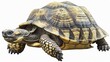 © Sukifli Dakheng - Snuggly tortoise slowly crawling, detailed and isolated on white, available  for wildlife conservation or pet care themes