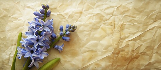 Wall Mural - Hyacinth on a paper background with copy space image