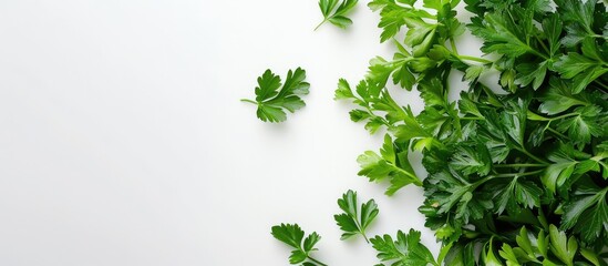 Aufkleber - Copy space image featuring parsley on a white background.
