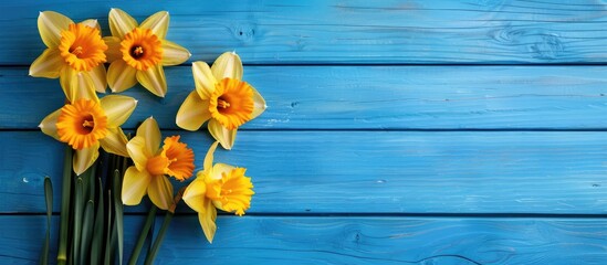 Poster - Top down view of lovely daffodils arranged on a blue wooden surface with room for text in the image. Copy space image. Place for adding text and design