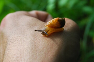 Wall Mural - a small snail sits on a man's hand