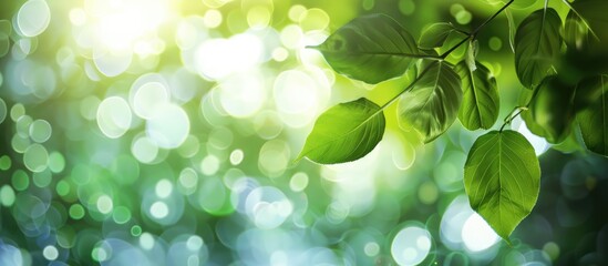 Aufkleber - Abstract circular bokeh with blurred leaves creates a green leaf background ideal for design images and computer screens, featuring a nature-inspired copy space image.