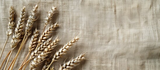 Poster - Wheat spikelets on linen background with copy space image.