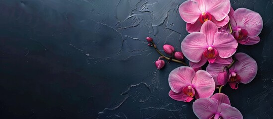 Poster - Orchid flowers in pink and white gradation colors set against a dark background with copy space image.