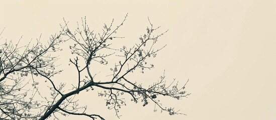 Poster - Tree branches without leaves against a pale sky with copy space image.