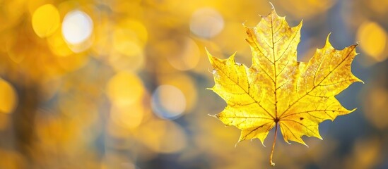 Poster - Fall-themed image with a yellow maple leaf on a blurred background, ideal for creating a seasonal greeting card with copy space.
