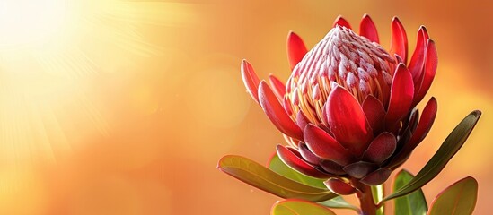 Aufkleber - Close up of a stunning red protea flower against an orange backdrop with ample copy space image.