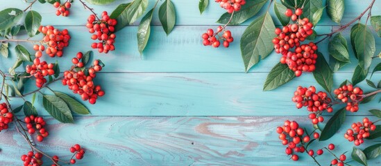 Aufkleber - Ripe rowan berries and green leaves arranged on a light blue wooden table in a flat lay composition with room for text in the image. Copy space image. Place for adding text and design