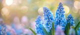 A delightful close-up of fragrant blue hyacinth blooms in a garden with a lovely blurred background for copy space image.