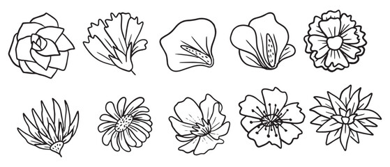 Wall Mural - Hand-Drawn Flower Line Art Doodles Vector Illustration - Floral Clipart Set