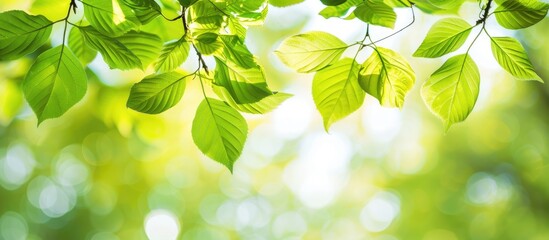 Poster - Fresh green leaves on a branch creating a vibrant copy space image.
