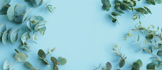 Aufkleber - Eucalyptus branches and leaves on pale blue backdrop with eucalyptus frame; top view flat lay for a banner with available copy space image.